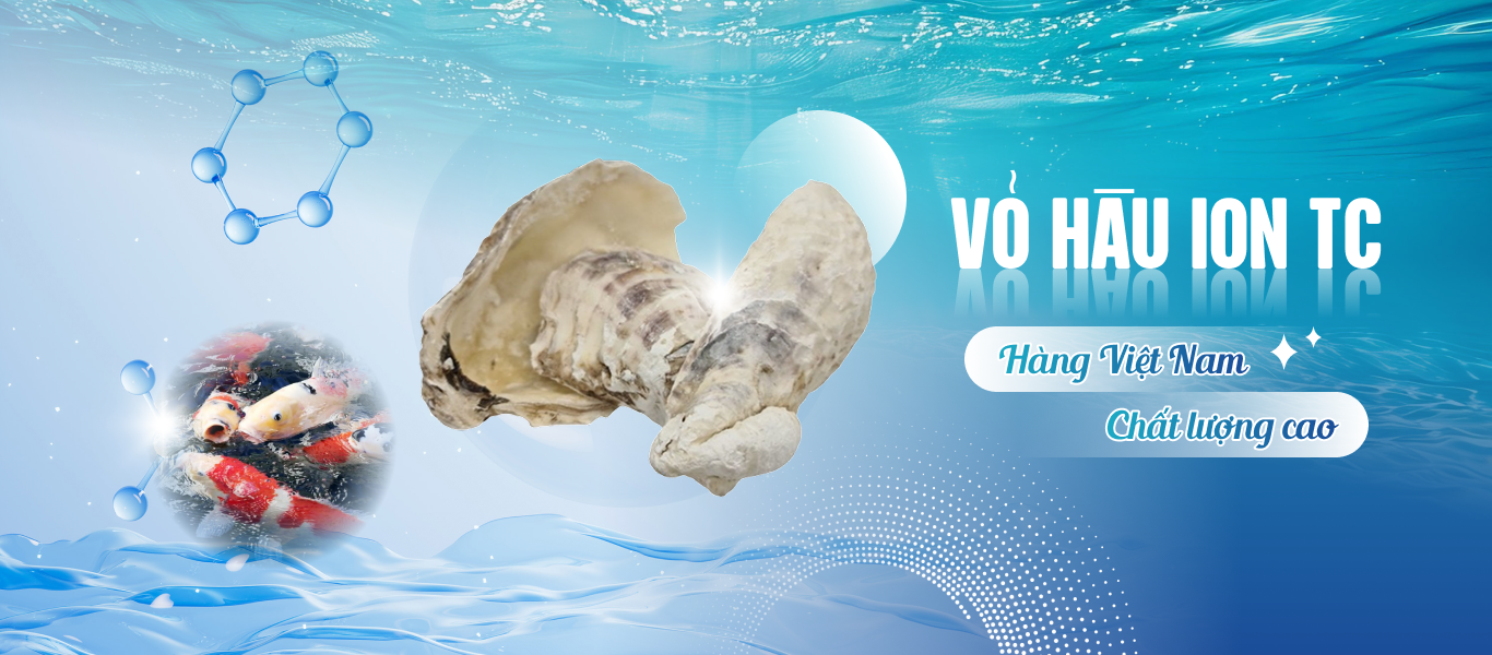 vỏ hàu lọc nước