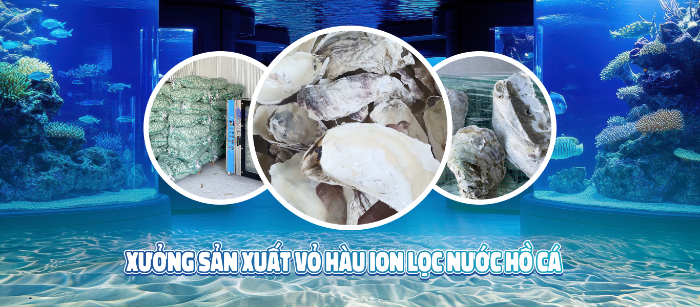 vỏ hàu ion