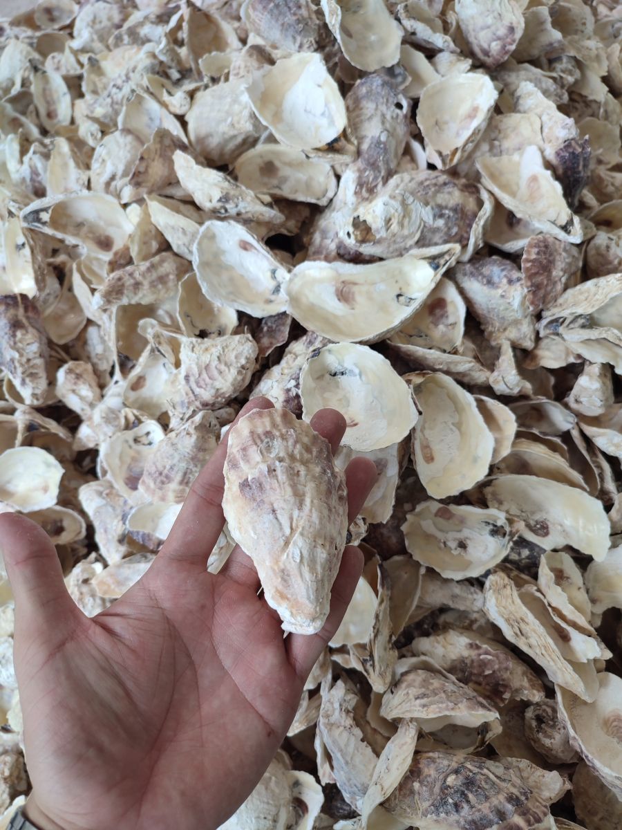 Vỏ hàu tự nhiên