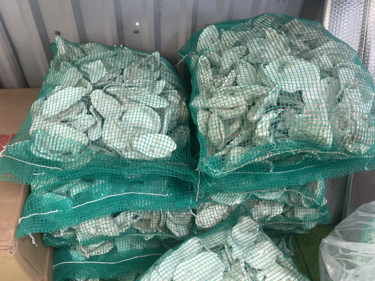 Tác dụng của vỏ hàu ion cho hồ cá koi