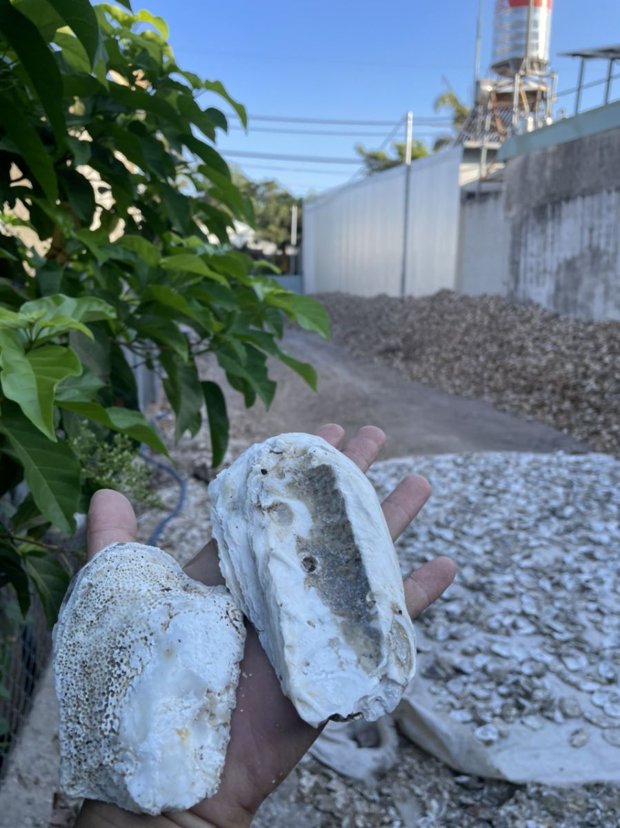 Vỏ hàu đá ion